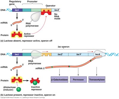 18_04-LacOperon-L copy